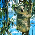 Sfondi desktop koala wallpapers free