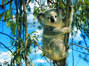 Sfondi desktop koala wallpapers free