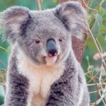 Sfondi desktop koala wallpapers free