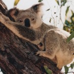 Sfondi desktop koala wallpapers free