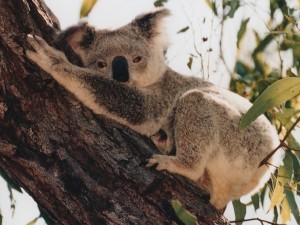 Sfondi desktop koala wallpapers free