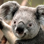 Sfondi desktop koala wallpapers free