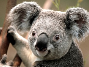 Sfondi desktop koala wallpapers free