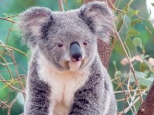 Sfondi desktop koala wallpapers free