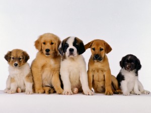 immagini cuccioli cani sfondi desktop wallpapers