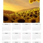 Calendario 2011 Girasoli estivi