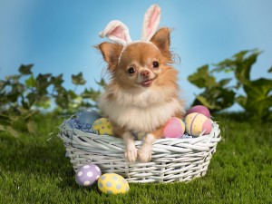 Pasqua Sfondi desktop gratis wallpapers easter Chihuahua