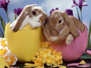 Pasqua Sfondi desktop gratis wallpapers easter bunny