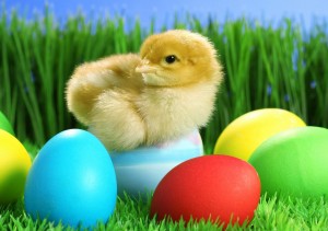 Pasqua Sfondi desktop gratis wallpapers easter pulcino