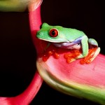 Sfondi desktop frog green wallpapers free