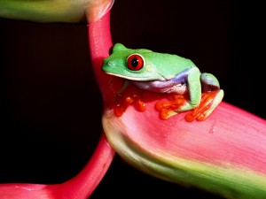 Sfondi desktop frog green wallpapers free