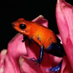 Sfondi desktop frog red wallpapers free