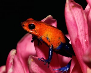 Sfondi desktop frog red wallpapers free