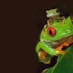 Sfondi desktop frog wallpapers free