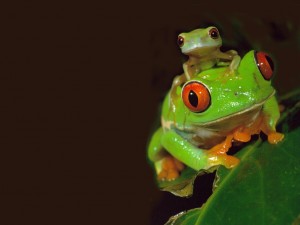 Sfondi desktop frog wallpapers free