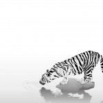 Sfondi desktop tigri wallpapers pc tiger che beve