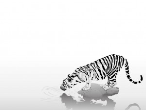 Sfondi desktop tigri wallpapers pc tiger che beve