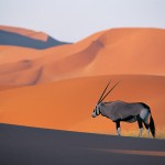sfondi desktop deserto antilope immagini pc wallpapers