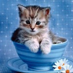 sfondi desktop gatti wallpapers cats nella tazza