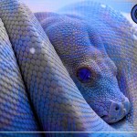 Inter wallpapers gratis sfondi desktop serpente