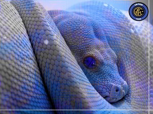 Inter wallpapers gratis sfondi desktop serpente