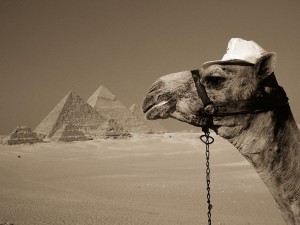 Sfondi desktop Egitto wallpapers Egypt free camel