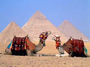 Sfondi desktop Egitto wallpapers Egypt free cammelli