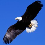 Sfondi desktop aquila in volo wallpapers eagle free