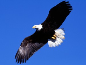 Sfondi desktop aquila in volo wallpapers eagle free