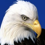 Sfondi desktop aquila wallpapers bald eagle free