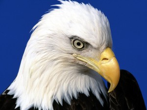 Sfondi desktop aquila wallpapers bald eagle free