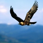 Sfondi desktop aquila wallpapers eagle free