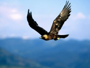 Sfondi desktop aquila wallpapers eagle free