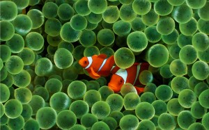 Sfondi desktop pesci arlecchino - wallpapers fish