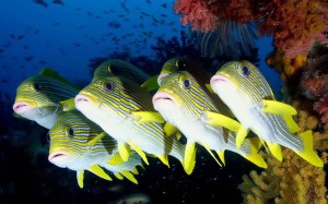 Sfondi desktop pesci tropicali striati - wallpapers fish gratis