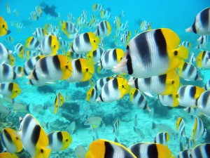 Sfondi desktop pesci tropicali - wallpapers fish gratis