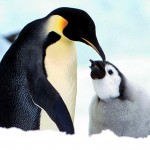 Sfondi desktop pinguini wallpapers penguin free