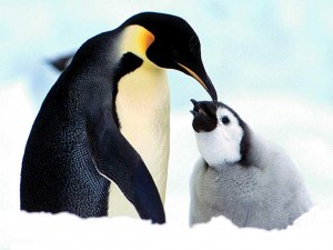 Sfondi desktop pinguini wallpapers penguin free