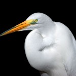 Sfondi desktop uccello bianco wallpapers free