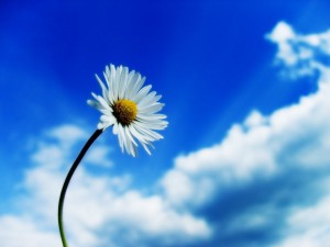 sfondi desktop cielo - wallpapers sky free - fiore nel blu