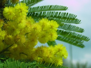 Sfondi desktop festa della donna - mimosa