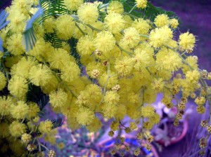 Sfondi desktop festa della donna - mimosa fiorita