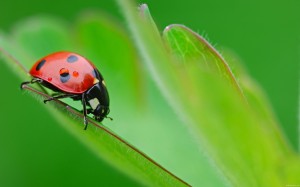 Sfondi desktop coccinelle wallpapers gratis - Primo piano