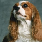 Sfondi desktop Cavalier King wallpapers free