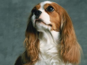 Sfondi desktop Cavalier King wallpapers free