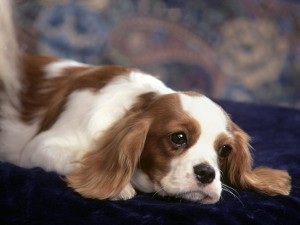 Sfondi desktop Cavalier King wallpapers gratis