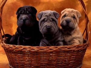 Sfondi desktop Sharpei cuccioli wallpapers pc free