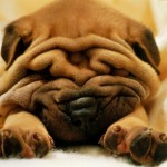 Sfondi desktop Sharpei wallpapers pc free