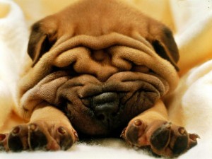 Sfondi desktop Sharpei wallpapers pc free