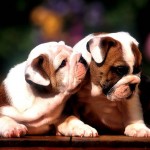 Sfondi desktop bulldog cuccioli wallpapers pc free